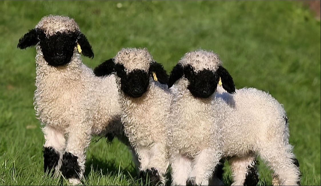 羊驼羊 - 热门商品专区