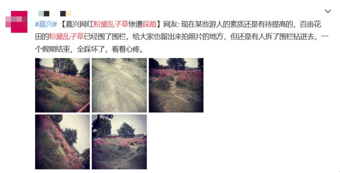 热点|“进入花田你没有花美！”景区一段硬核喊话爆火，网友：你大妈还是你大妈