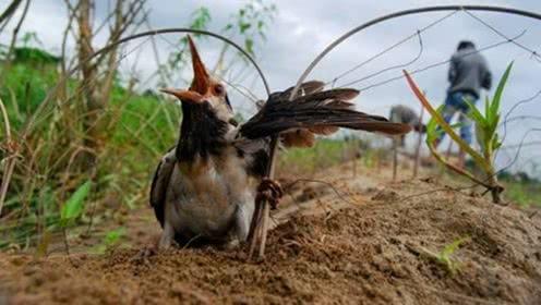 2019年,湖南村庄遇异兽,九头鸟现世叫声能把人带走,村民惶恐度日
