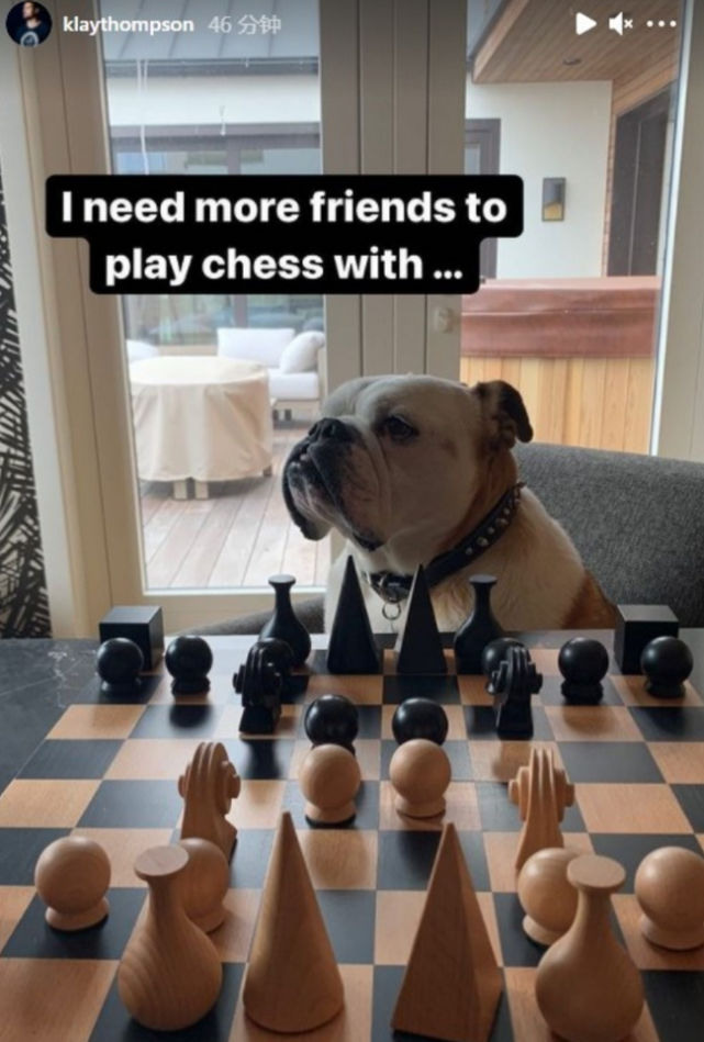 笑喷!汤普森竟要和爱犬下棋,rocco一脸无奈瘫倒:愚蠢人类