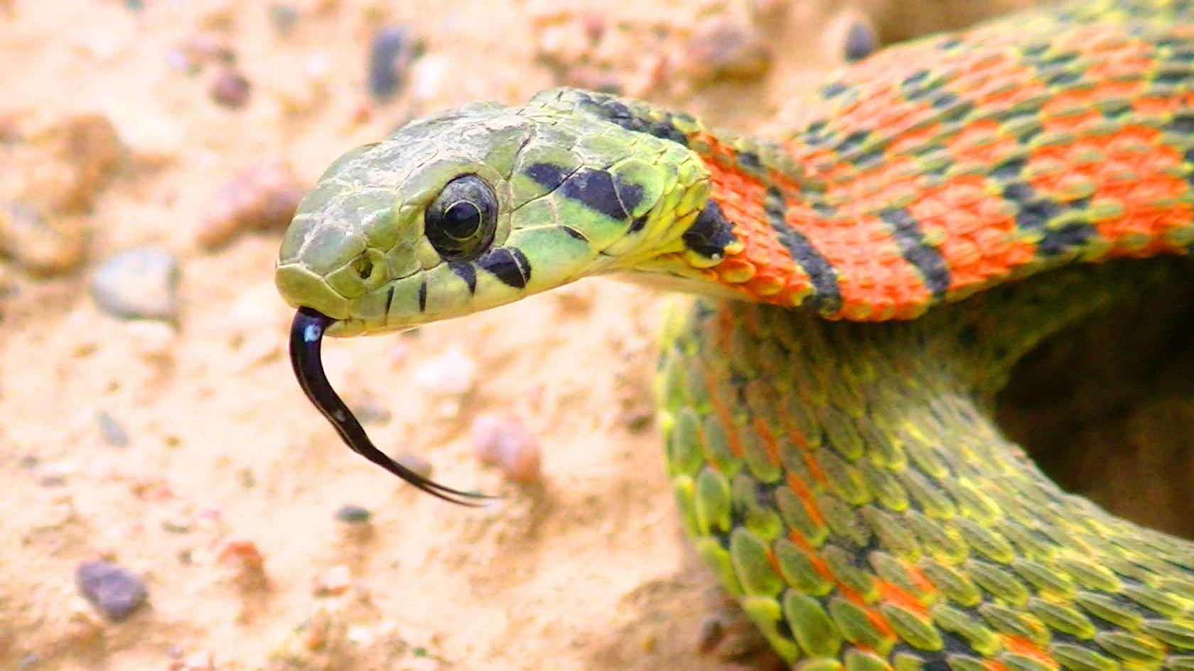 人们所知道的野鸡脖子——虎斑颈槽蛇,它们也是毒蛇的一个分支