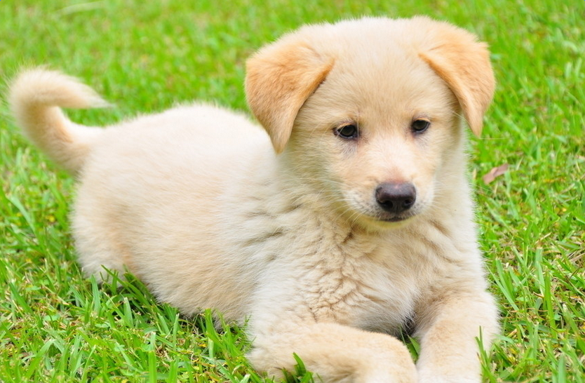 小小的蜱虫,危害大,被咬后如何处理呢?