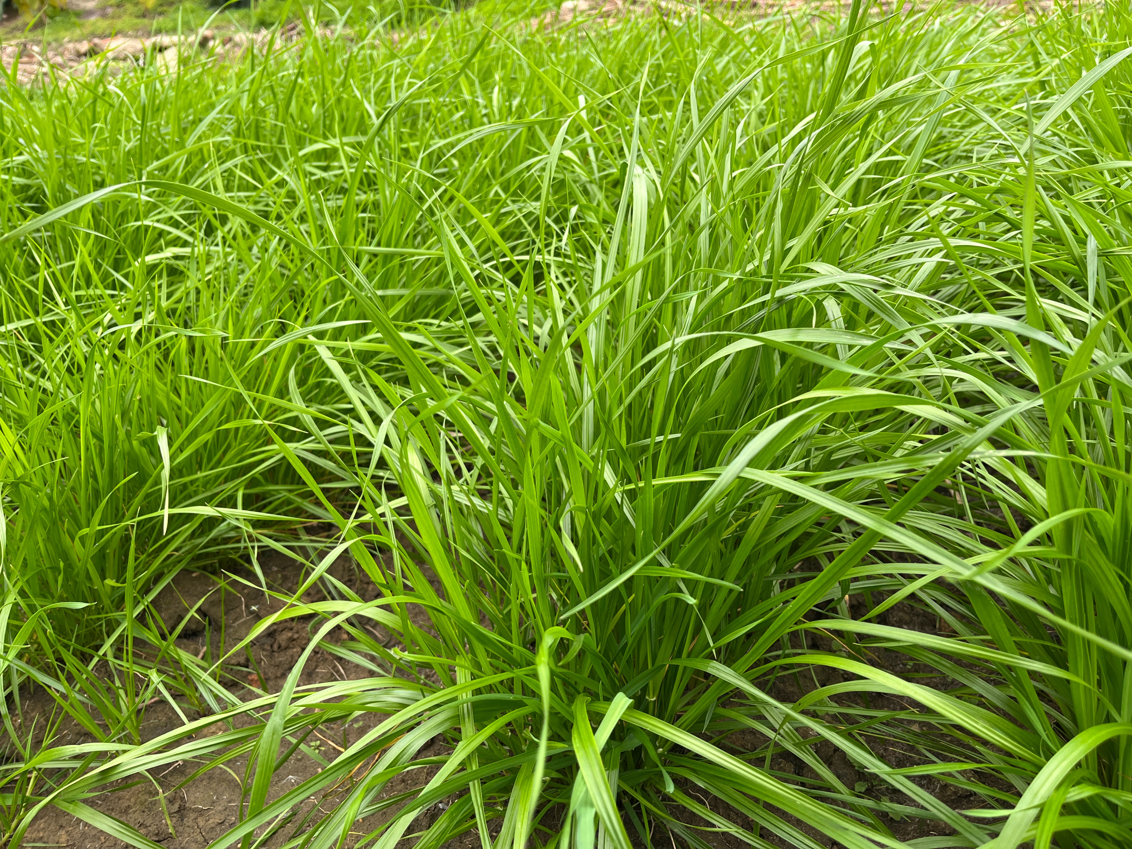 养鱼开春有草吃,就种这个高产黑麦草,都是叶片,能割五六茬以上