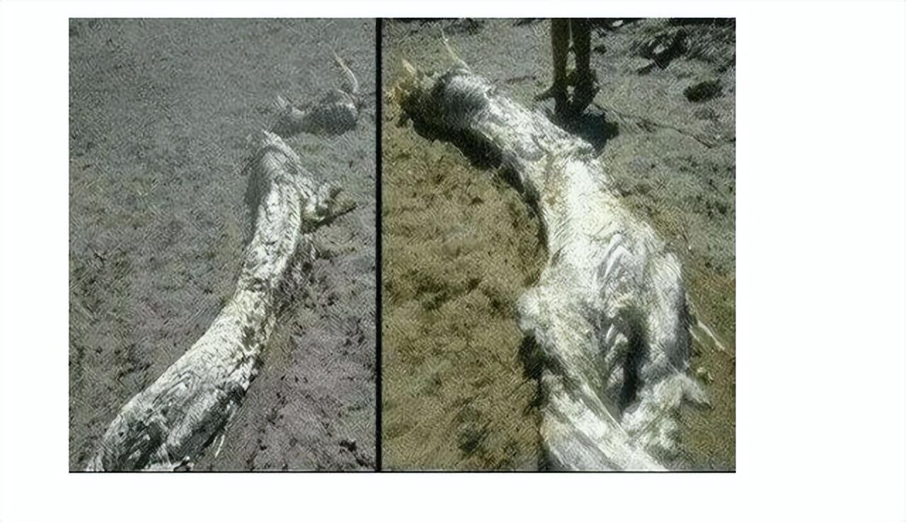 坠龙事件时隔多年,营口辽河再现"不明生物",身子有5米多长