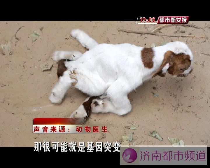 推荐罕见！济南一农户家的母羊生下一只小羊，7条腿8个蹄！