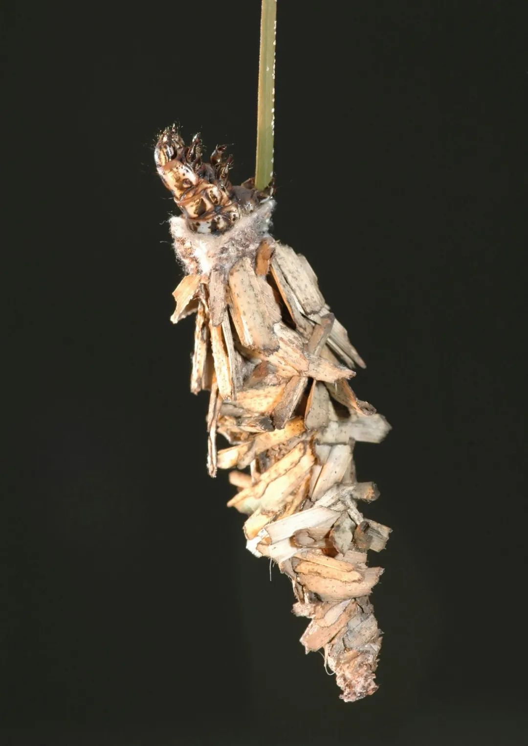 会建房子的神奇昆虫——蓑衣虫