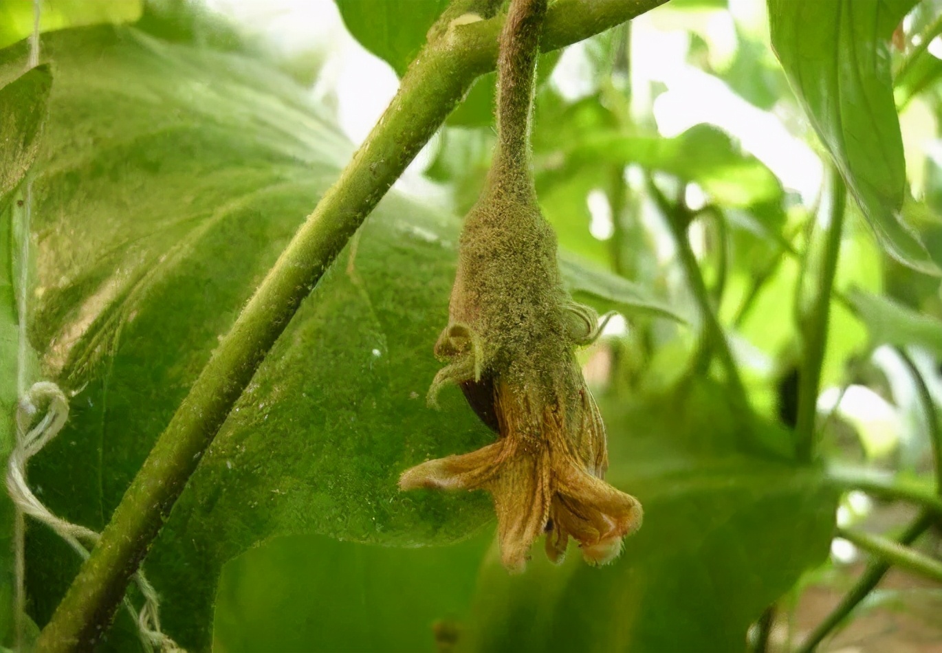 商品專題_灰黴病茄子灰黴病屬於低溫高溼型病害,對茄子全株都有可能