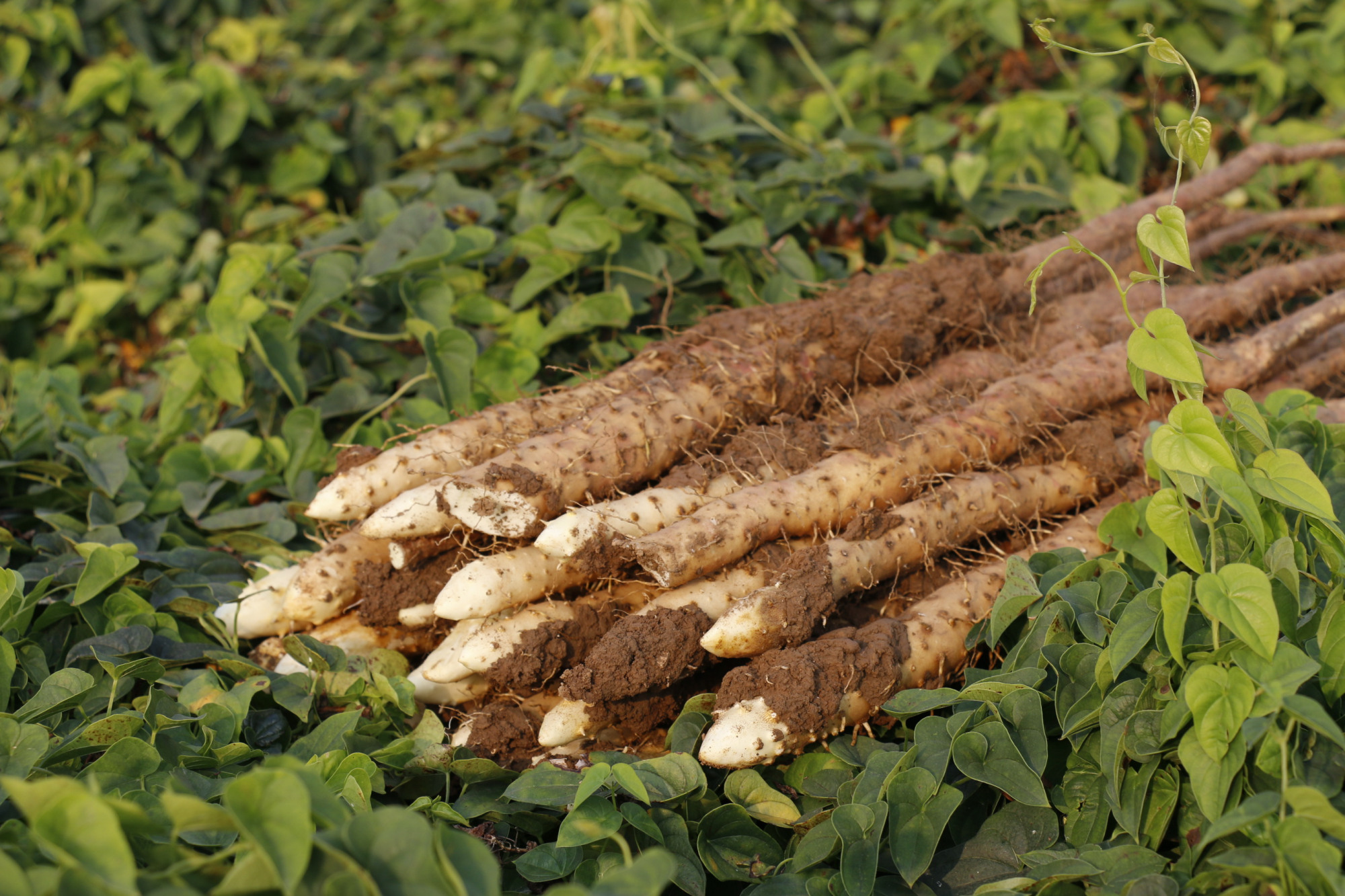 市面上98%的垆土铁棍山药都是李鬼?教你一招识别真假垆土山药