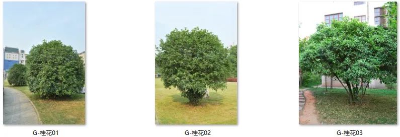 植物图片大全（各种植物图片及名称） 第83张