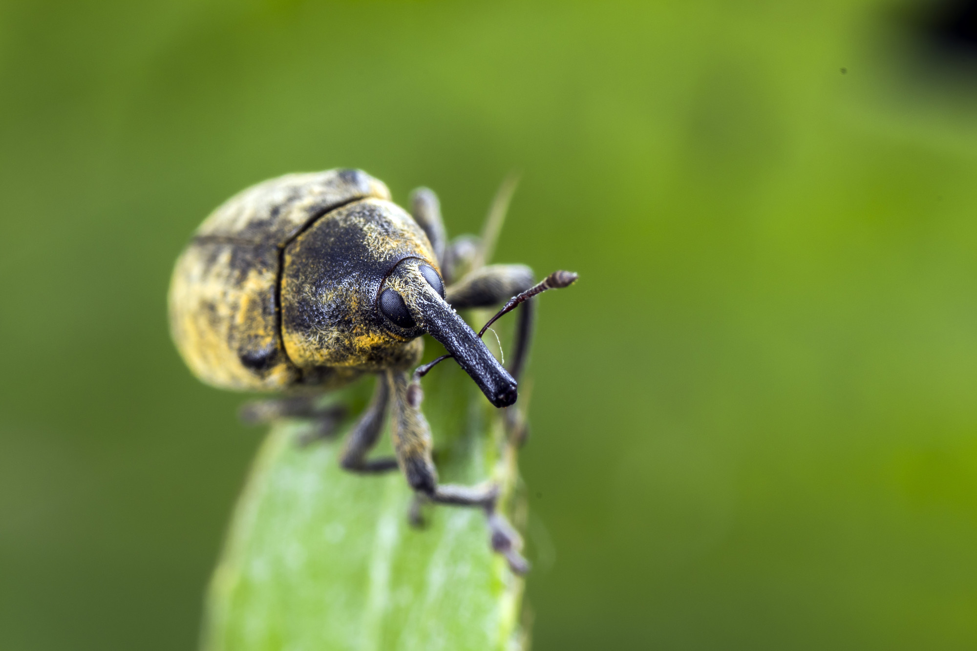 螳螂带双刀,蜻蜓会飞翔,为何许多昆虫有特长,而人类却没超能力