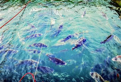 10万尾南鱼来青入海