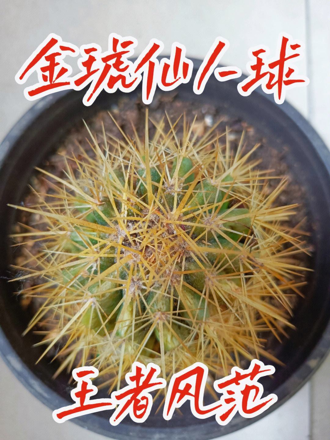 十大最贵仙人球推荐,值得收藏