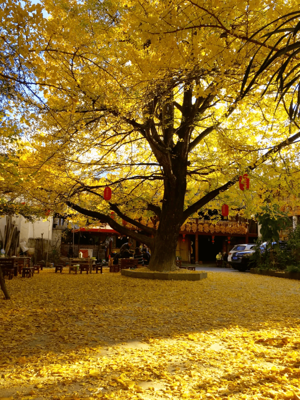 腾冲银杏村 推荐指数:★★★★★ 云南腾冲的银杏村闻名远近,两千多亩