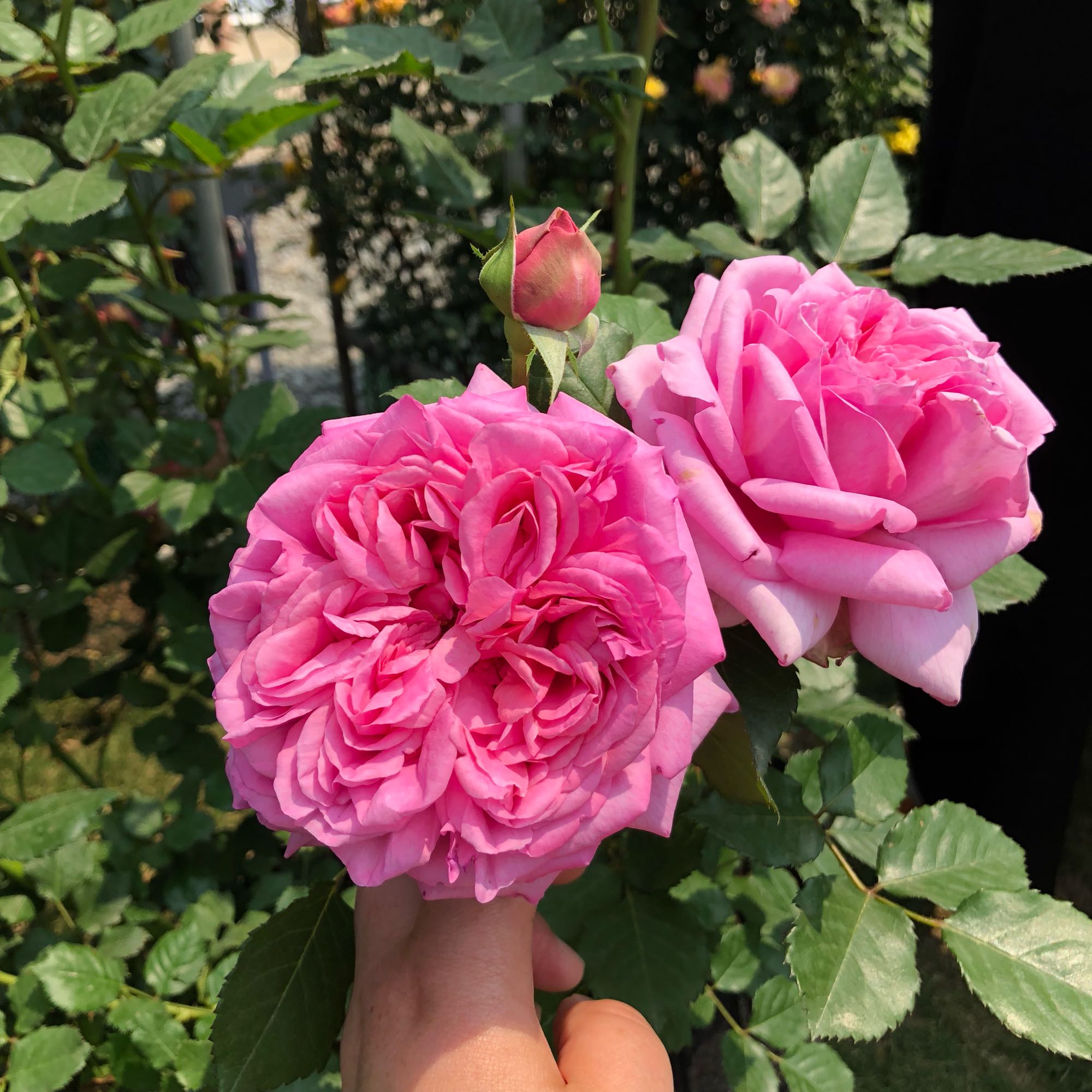 庞巴度玫瑰,近乎完美的月季,花大香浓,丰花勤花,阳台也可以养