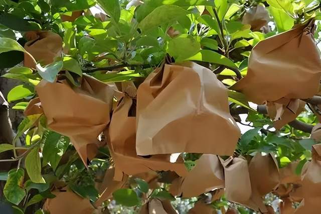 苹果种植套袋技术要点