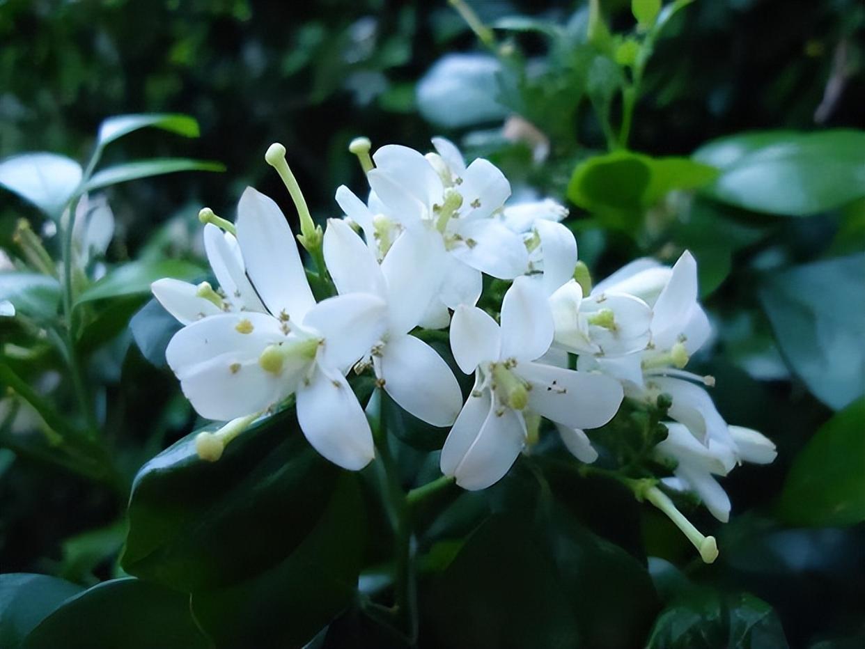 "香水皇后"在阳台放两盆,可以净化空气,关键是适合新手