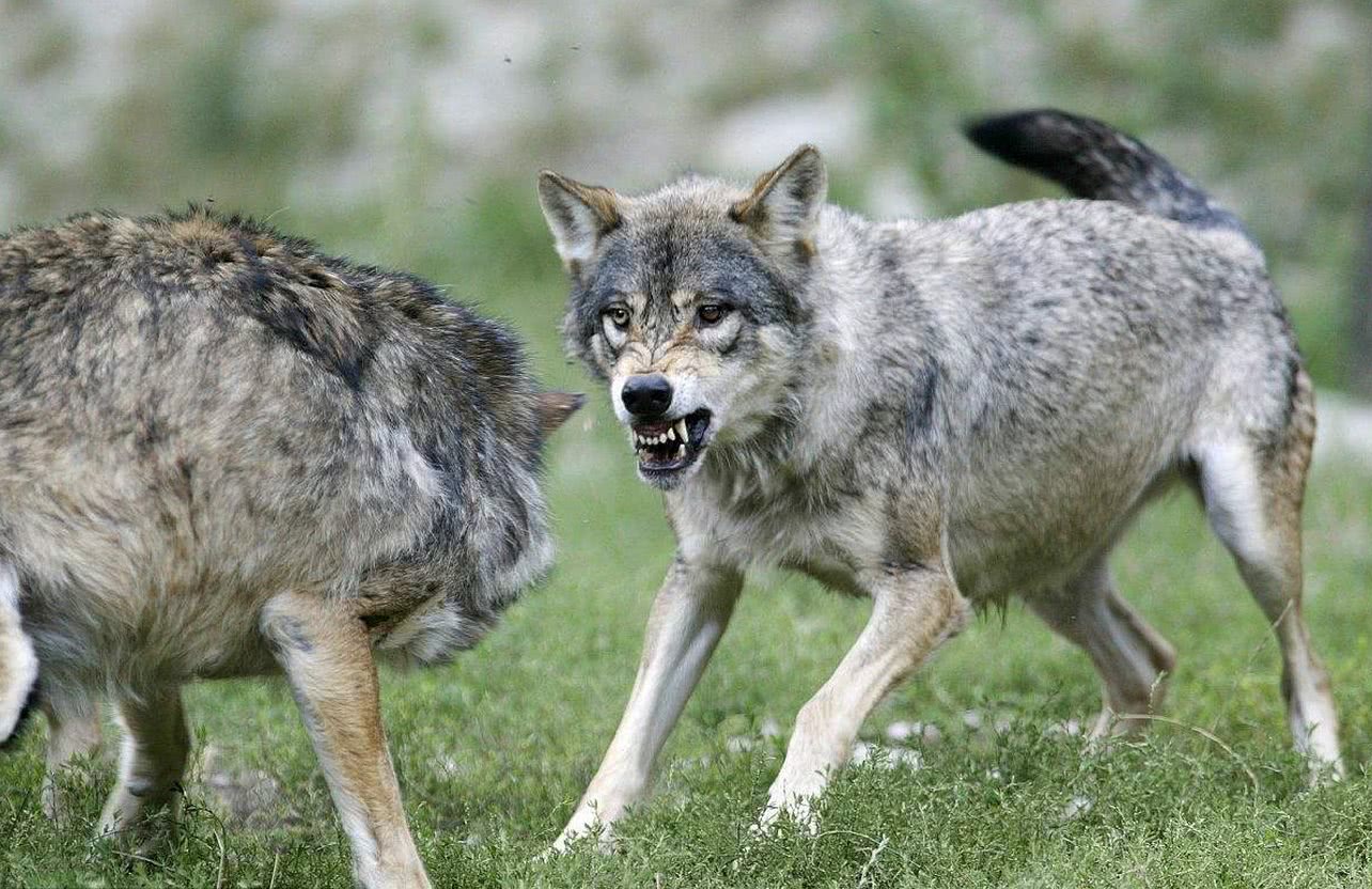 狼道:人走背运,处于人生的低谷,具备三种思维,定能东山再起