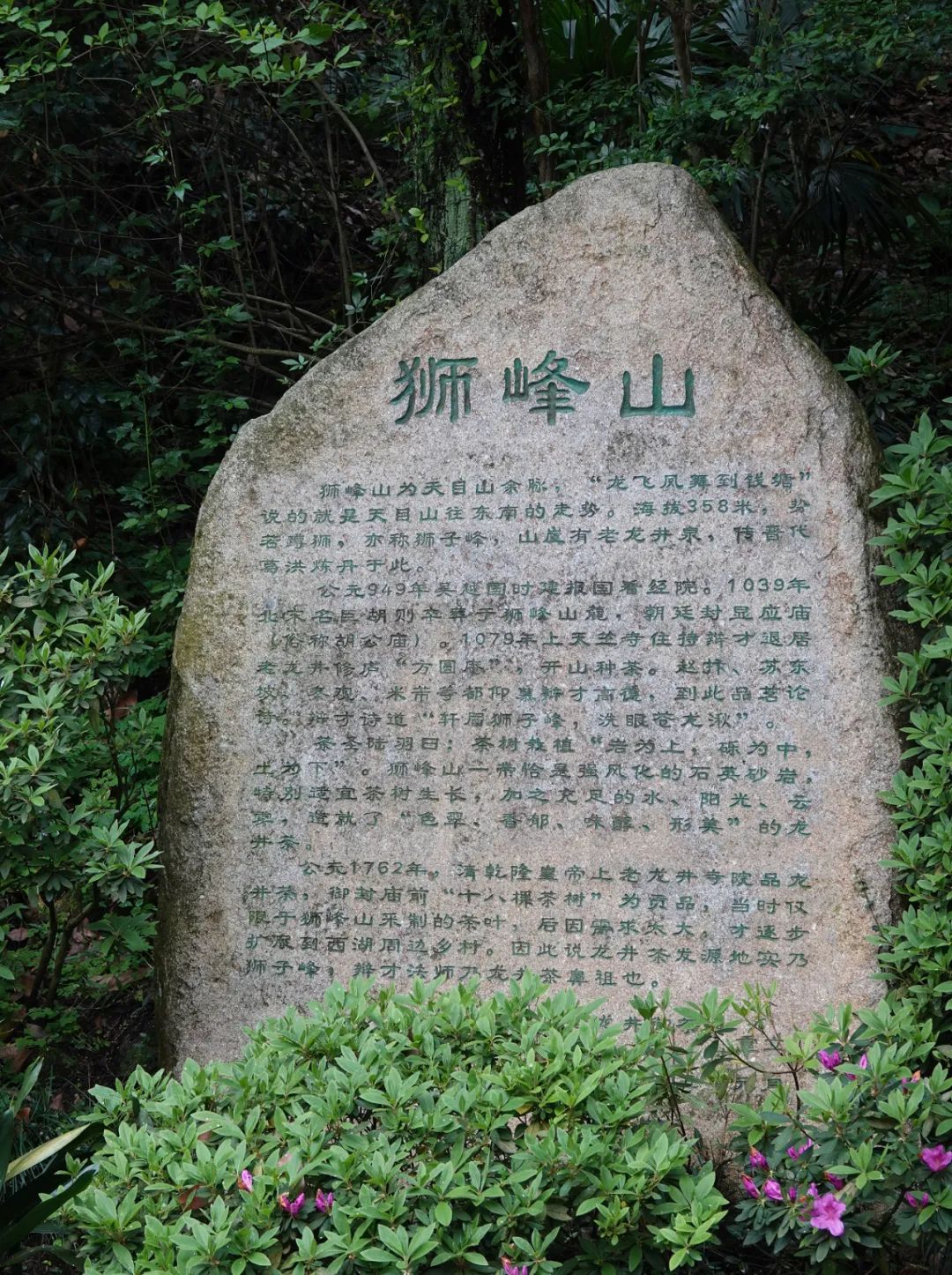 杭州狮峰山下,龙井泉边,有乾隆皇帝的十八棵御茶树