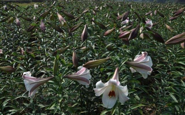 食用百合的种植方法和时间是什么?食用百合可以在家种植吗?