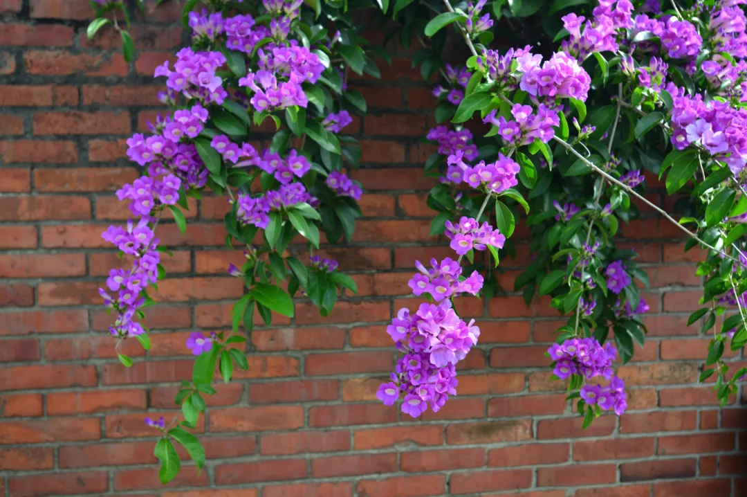花叶有大蒜味的蒜香藤,开花实在是太好看了