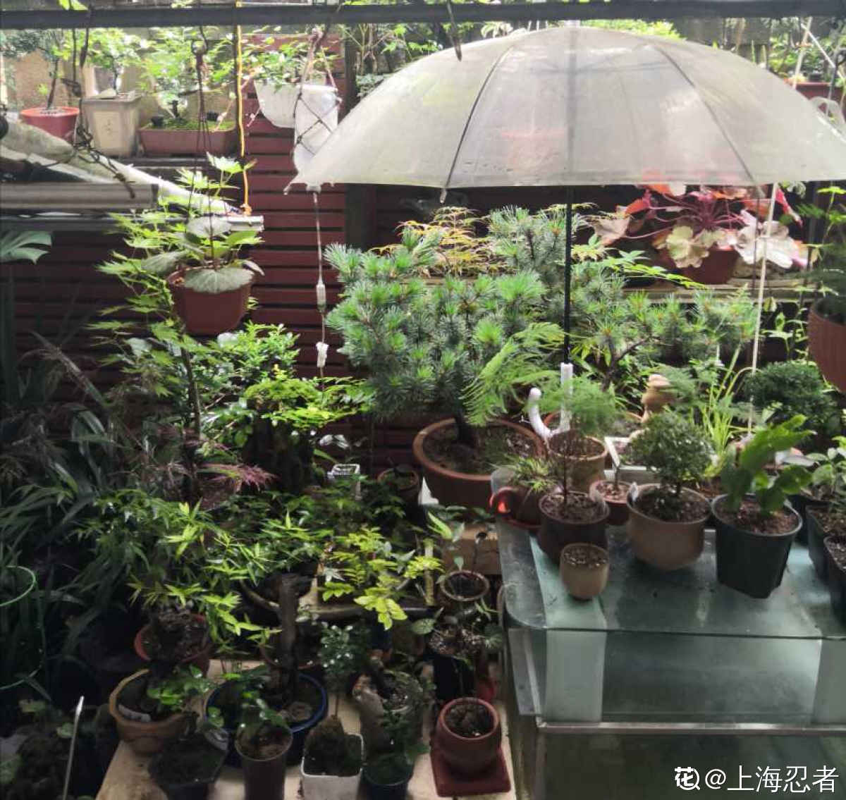 老两口花了一辈子积蓄,买了个郊区别墅养花,住了两年后悔了