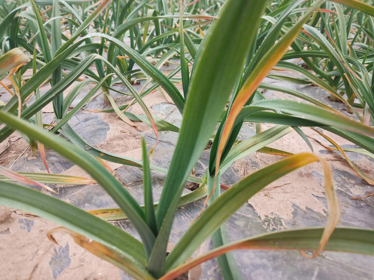 大蒜出苗后怎么就黄叶干尖了呢?是何原因所致,怎样应对