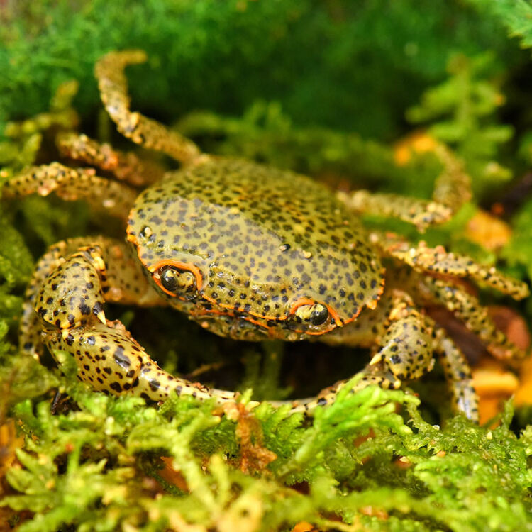 豹点蟹可以和鱼一起养吗?为什么