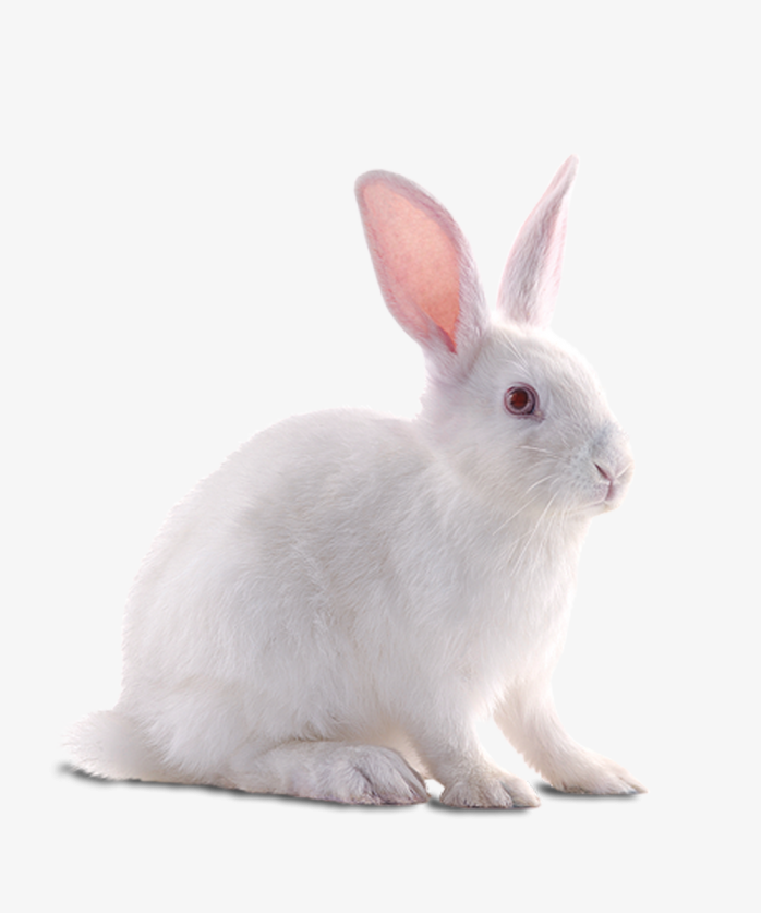 兔子的特点和生活特征图片