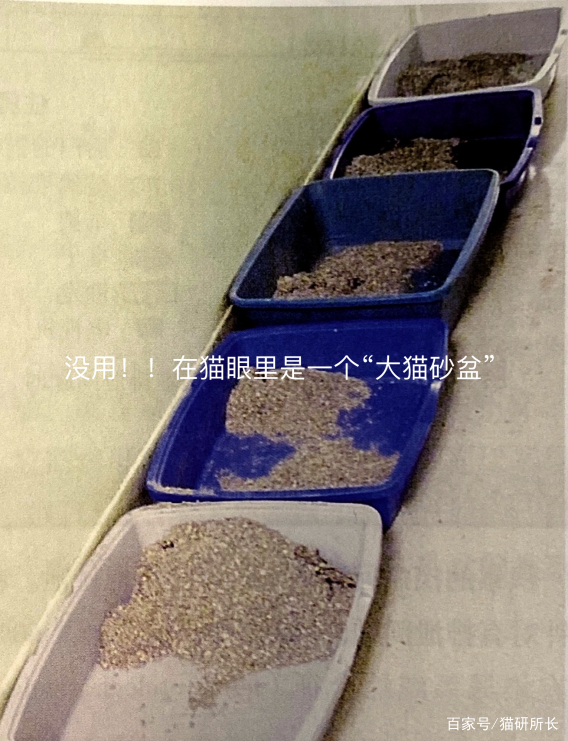 想接二猫又怕原住民关系不合？看这一篇就够了