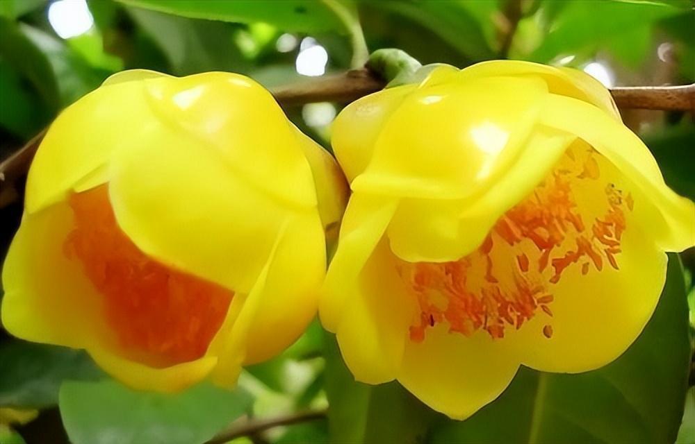 深受花友喜爱的金花茶,花瓣金黄,营养丰富,可观赏可泡茶