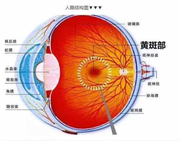 3,關燈後玩手機對黃斑的損傷