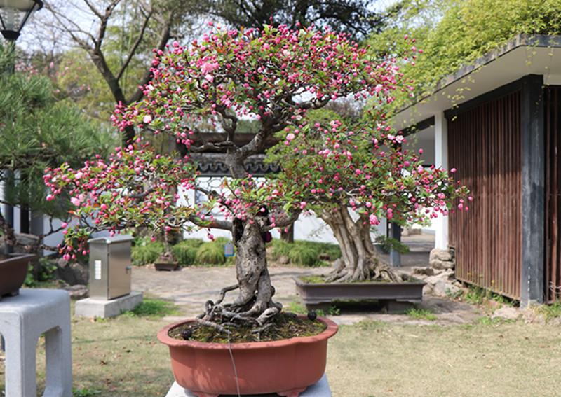 养花就养1棵垂丝海棠,巧妙一修剪,长成株型美的盆景,开花多