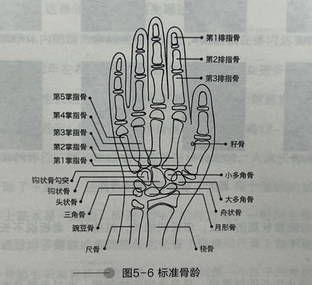 左手弯外衅骨的位置图图片