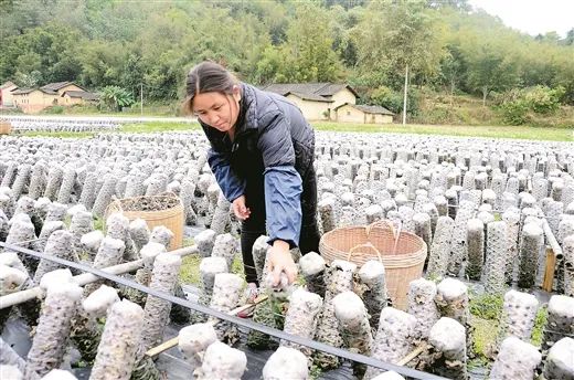 平桂区大平瑶族乡图片