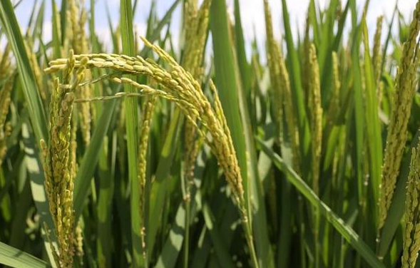 优质籼粳杂交稻甬优15,穗大粒多产量高,耐肥抗倒,米质优良