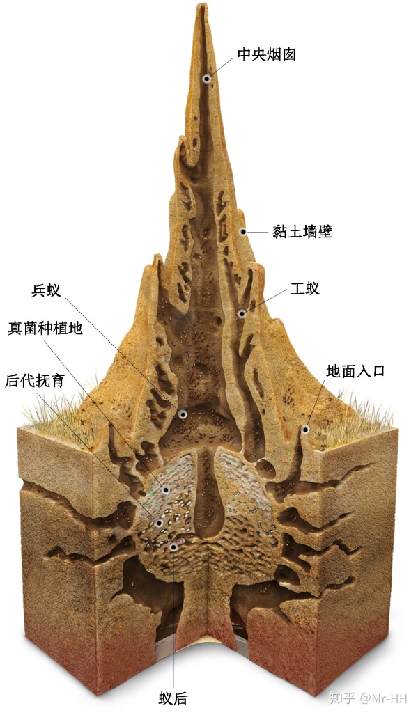 白蚁,古老的生物之一,也被称为"多才多艺"的生物!