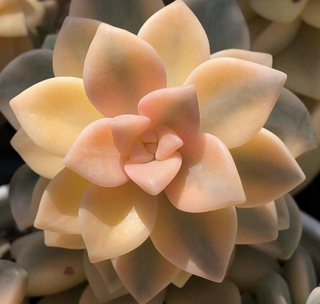 走下神坛的"出锦多肉",含蕊微红"缀化快",柔情万千仙气十足