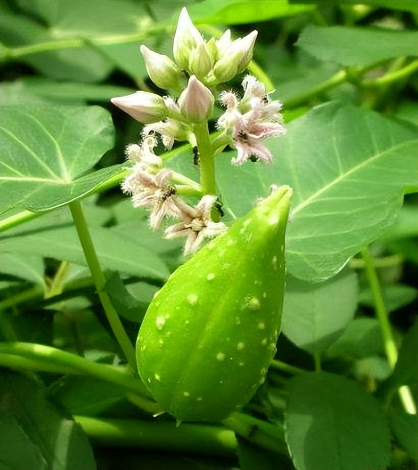 地梢瓜:常见果实的多重魅力