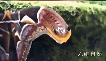 云南发现两只蛇纹巨型飞蛾,两翼像蛇的头部,是冬青大蚕蛾