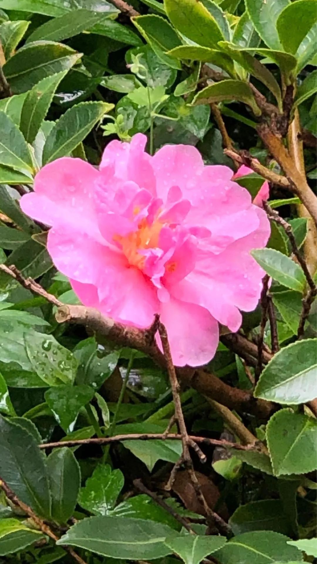 花草木杂记——杜鹃叶山茶