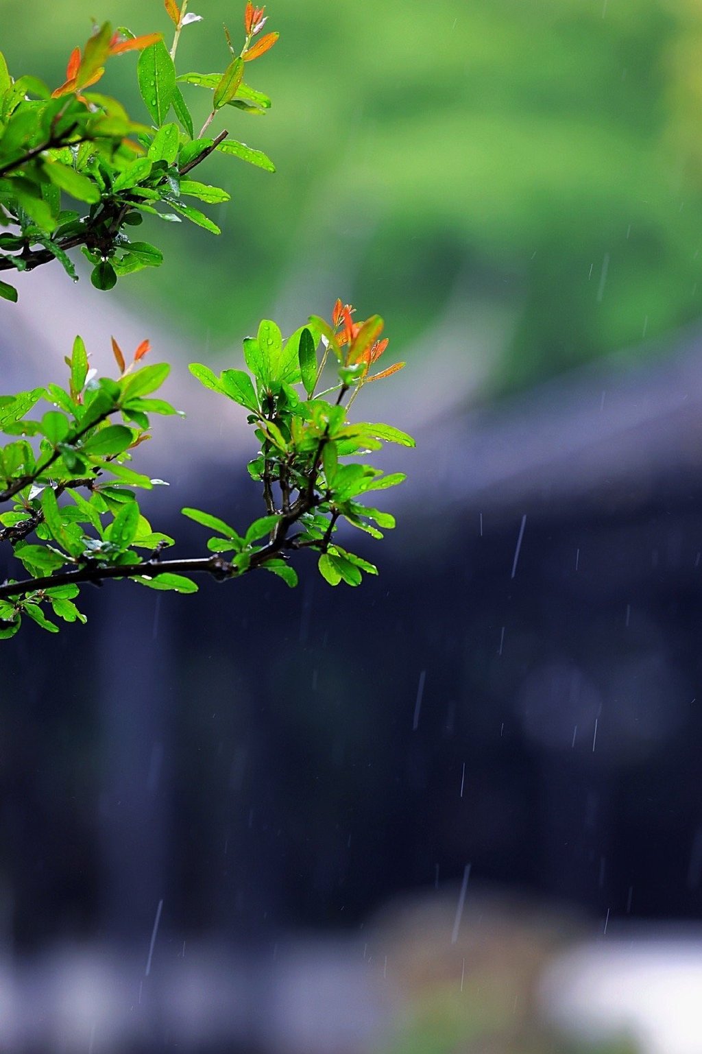 春雨的图片唯美 雨景图片