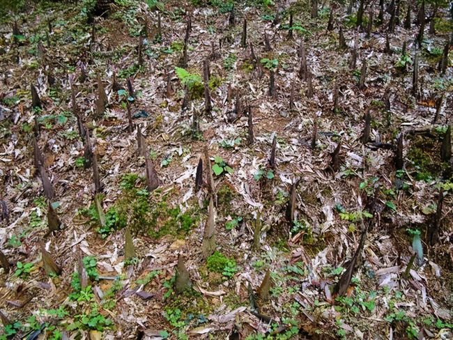越南独创的竹签阵让美法苦不堪言,遇到解放军后,被一招给破解