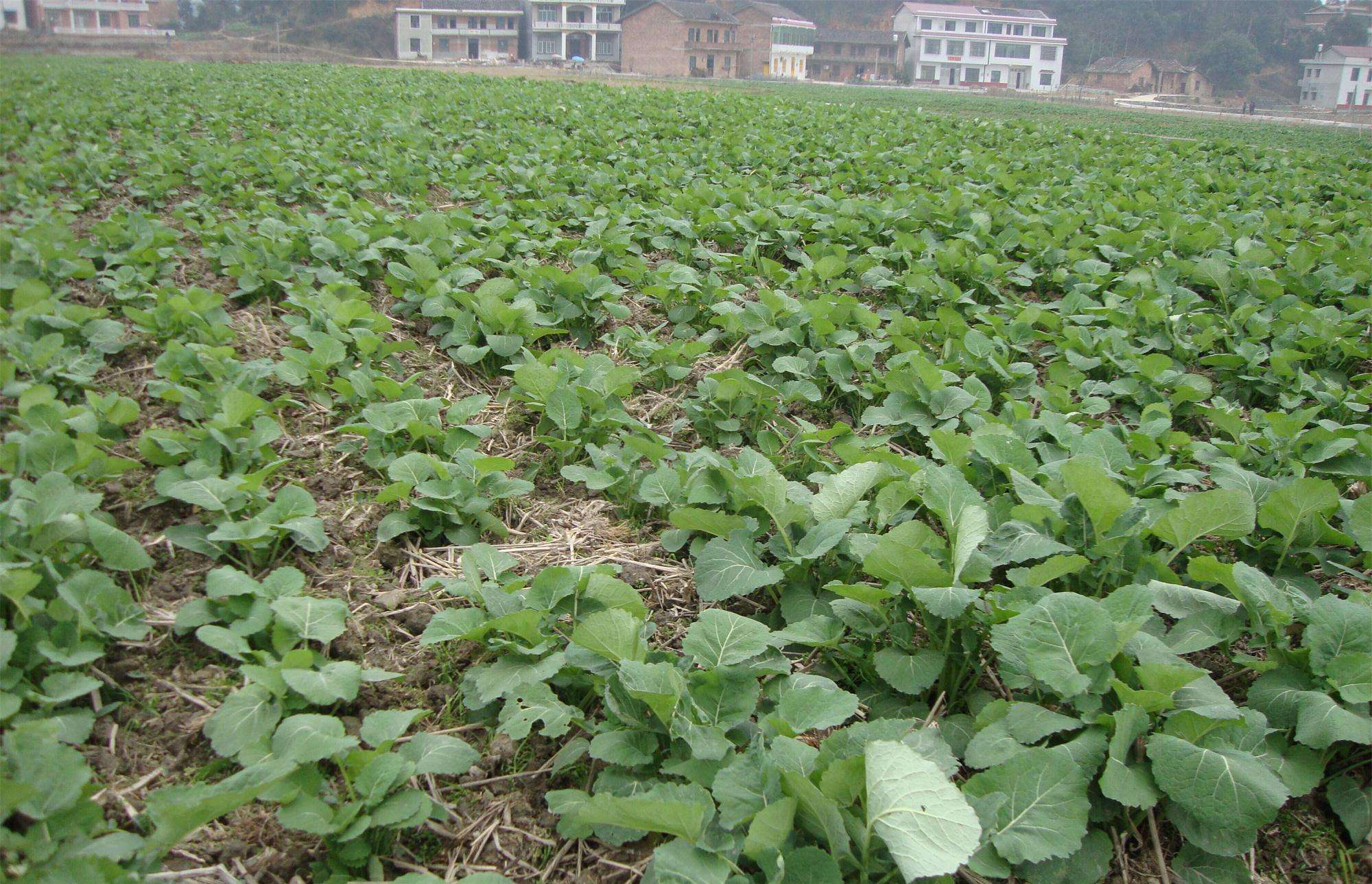农村种来榨油的油菜,没想到嫩苗炒来吃很美味,别错过季节