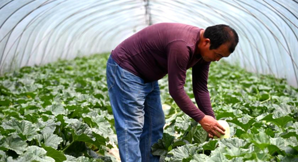 含糖量超13%,黑水瓜农种"太空西瓜",重达100斤一个售价1680元