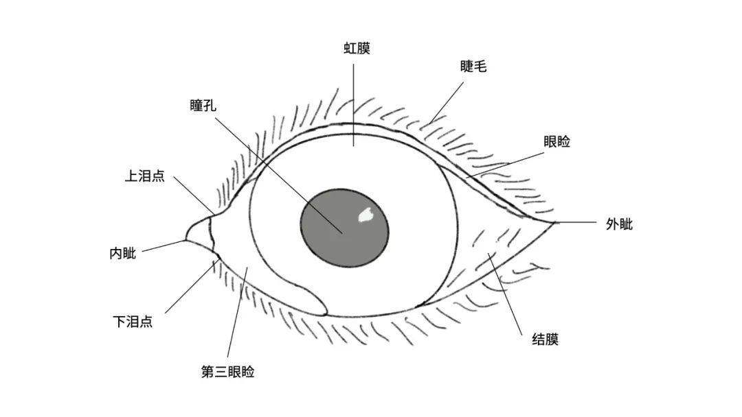 眼科科普