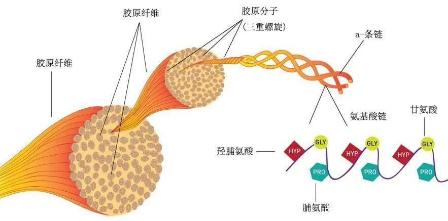 重组人源化胶原蛋白