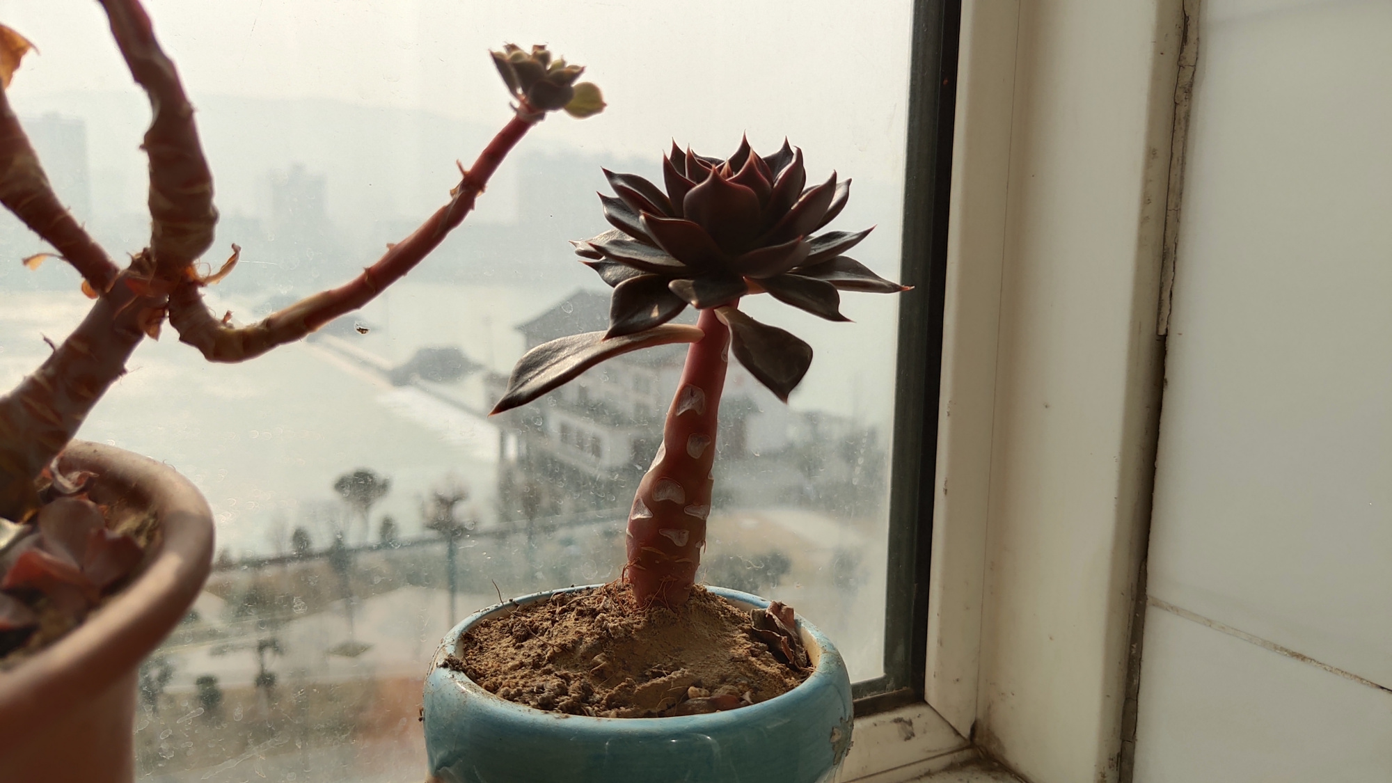 我家的多肉黑王子,最多12个头,彰显出强大的生命自愈能力