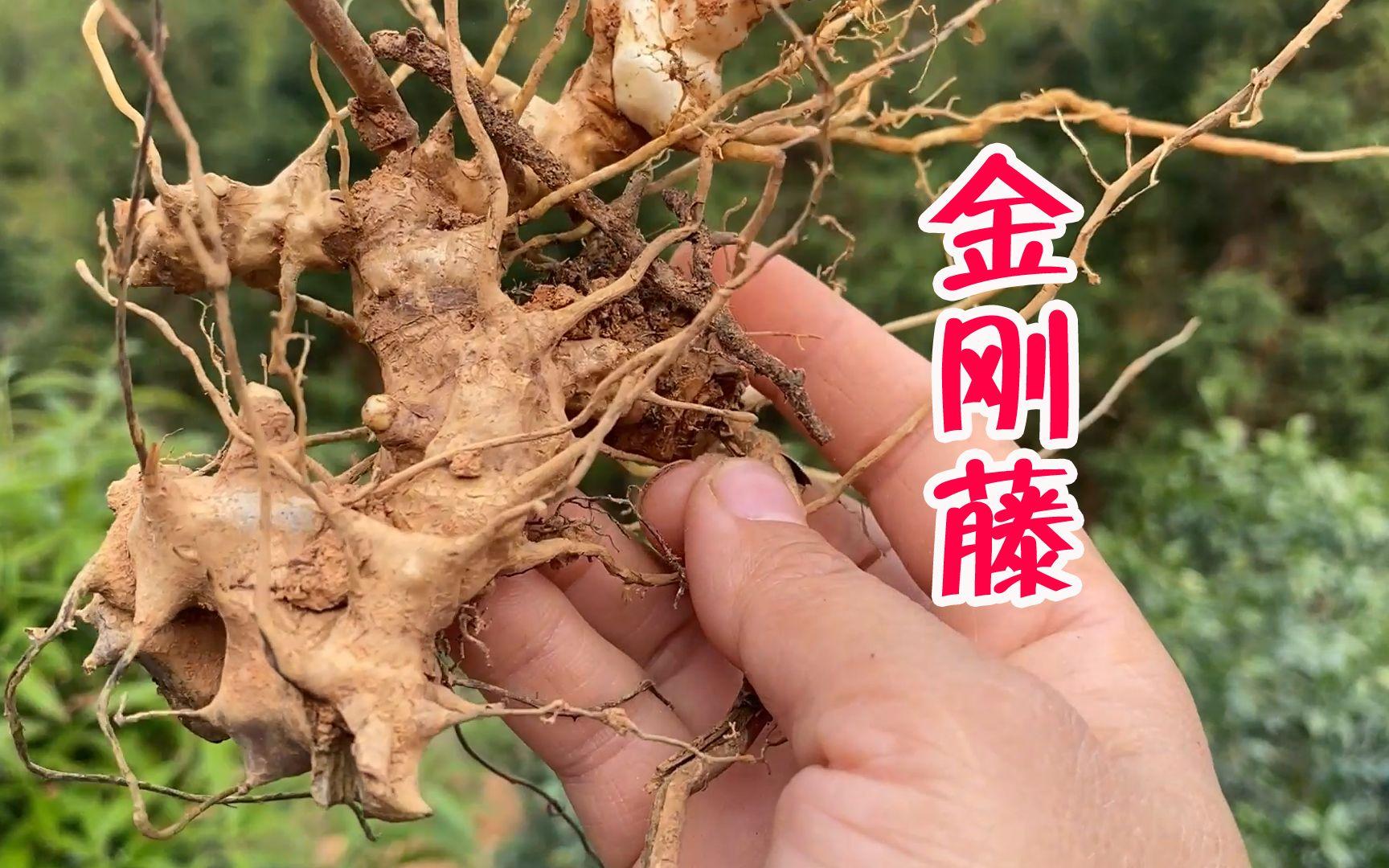 带刺植物金刚藤,嫩茎叶可当野菜吃,药食两用价值高,值得认识它