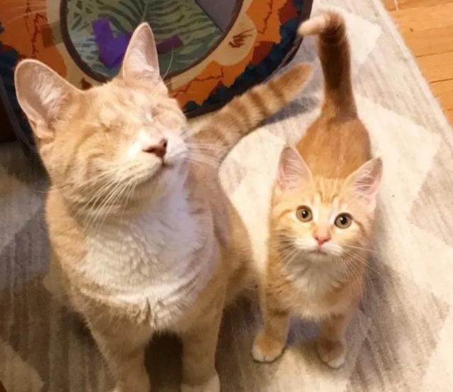 孝顺的橘猫兄弟,被人收养后,带着自己失明的母亲回家吃饭