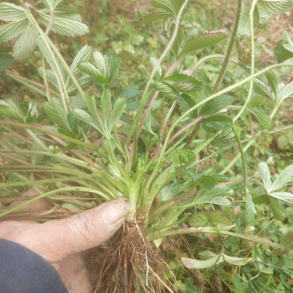 农村田埂上一种不起眼的杂草,被老人称之为化痰草,你见过吗?